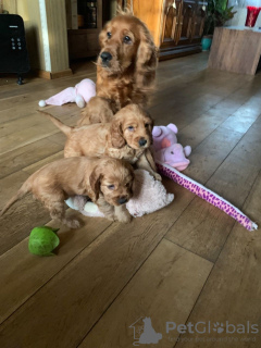 Additional photos: Vaccinated American Cocker Spaniel Puppies for sale