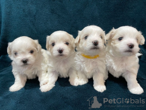 Photo №1. maltese dog - for sale in the city of Riyadh | 350$ | Announcement № 15563
