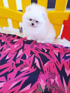 Photo №4. I will sell pomeranian in the city of Tbilisi. private announcement, from nursery - price - negotiated