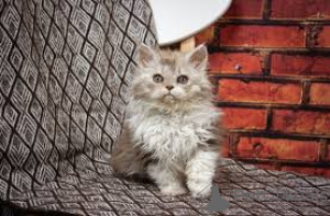 Photo №2 to announcement № 161627 for the sale of selkirk rex longhair - buy in Belgium private announcement, breeder