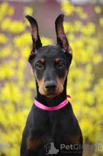 Photo №4. I will sell dobermann in the city of Tallinn. from nursery - price - 1479$