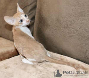 Photo №3. Cornish Rex. Finland