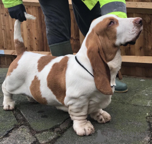 Photo №1. basset hound - for sale in the city of Stavanger | 460$ | Announcement № 18610