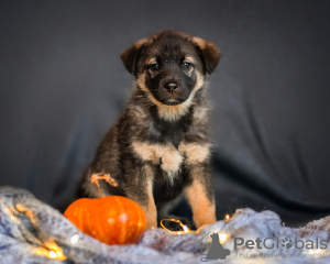 Photo №1. non-pedigree dogs - for sale in the city of Москва | Is free | Announcement № 13528