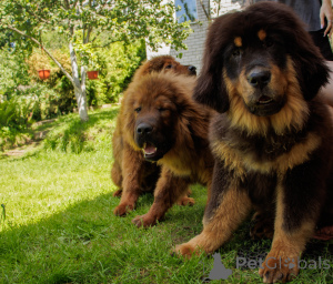 Photo №4. I will sell tibetan mastiff in the city of Mogilyov. from nursery, breeder - price - negotiated