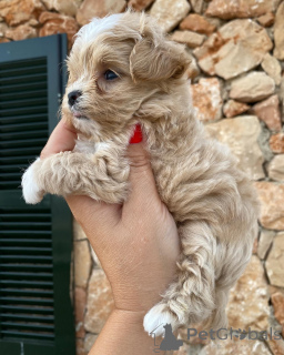 Photo №3. Theo proof that love fits perfectly in four tiny paws . Netherlands