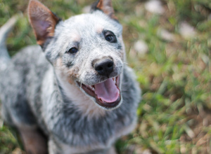 Photo №4. I will sell australian cattle dog in the city of Grodno. from nursery - price - Negotiated