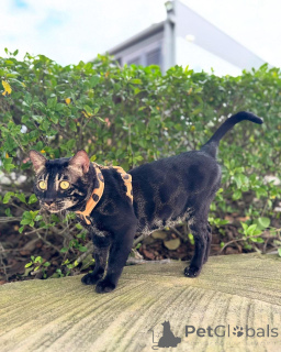 Photo №2 to announcement № 152947 for the sale of bengal cat - buy in Finland private announcement