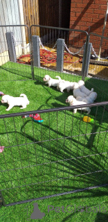 Photo №3. Bichon Firse Puppies.. Sweden