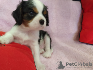 Photo №1. cavalier king charles spaniel - for sale in the city of Minsk | 950$ | Announcement № 9771