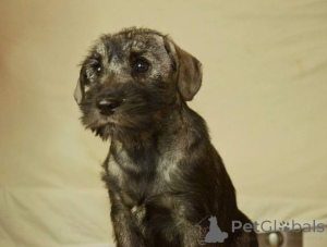 Photo №2 to announcement № 161943 for the sale of standard schnauzer - buy in Serbia 