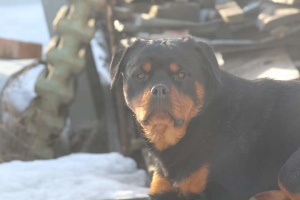 Photo №1. rottweiler - for sale in the city of Penza | Negotiated | Announcement № 5847