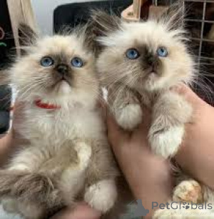 Photo №2 to announcement № 162803 for the sale of birman - buy in Netherlands private announcement, breeder