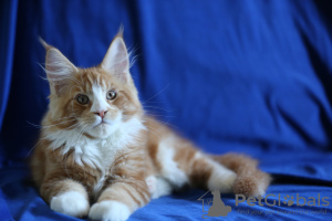 Photo №3. For sale a gorgeous cat from titled parents cattery Mariburg,. Russian Federation