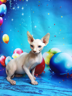 Photo №2 to announcement № 3145 for the sale of sphynx-katze - buy in Russian Federation breeder