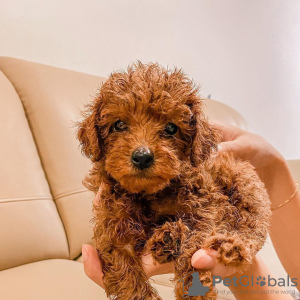 Photo №1. poodle (toy) - for sale in the city of Флоренс | negotiated | Announcement № 17534