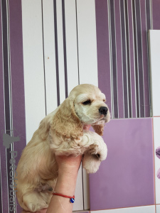 Photo №3. American Cocker Spaniel puppies. Russian Federation