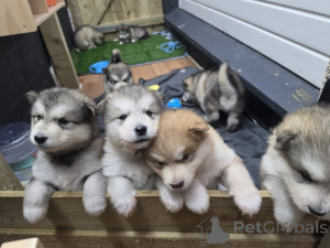 Photo №1. alaskan malamute - for sale in the city of Fristad | negotiated | Announcement № 169699
