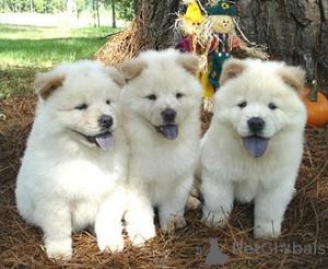 Photo №1. chow chow - for sale in the city of Abenberg | 370$ | Announcement № 119063