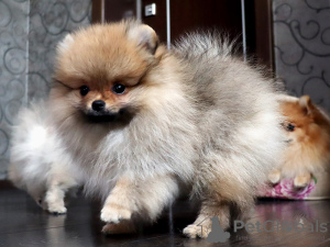 Photo №2 to announcement № 11886 for the sale of pomeranian - buy in Ukraine from nursery