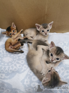 Photo №1. abyssinian cat - for sale in the city of Minsk | negotiated | Announcement № 21943