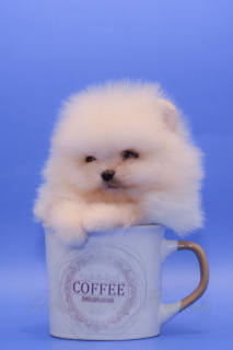 Photo №1. german spitz, pomeranian - for sale in the city of Chelyabinsk | Negotiated | Announcement № 4609