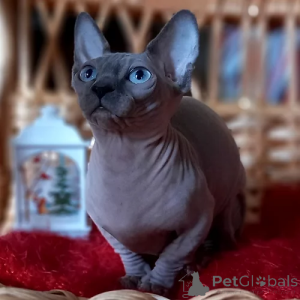 Photo №4. I will sell sphynx cat in the city of Берлинген. private announcement - price - negotiated