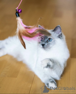 Photo №2 to announcement № 101789 for the sale of ragdoll - buy in Germany private announcement