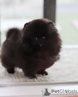 Photo №1. pomeranian - for sale in the city of Никосия | 634$ | Announcement № 69988