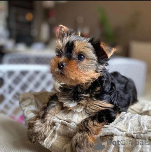 Photo №2 to announcement № 112637 for the sale of yorkshire terrier - buy in United States breeder