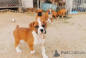 Photo №3. Boxer Puppies. Germany