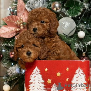 Photo №1. poodle (toy) - for sale in the city of Бачка-Паланка | negotiated | Announcement № 83670