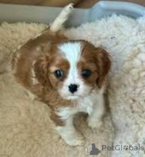 Photo №2 to announcement № 164754 for the sale of cavalier king charles spaniel - buy in France private announcement, breeder