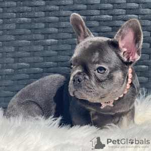 Photo №2 to announcement № 109920 for the sale of french bulldog - buy in United States breeder