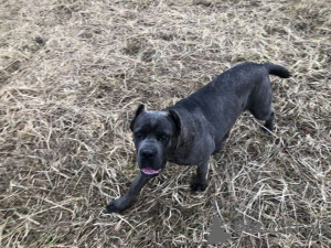 Additional photos: Elite Cane Corso