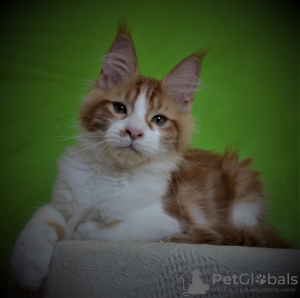 Photo №4. I will sell maine coon in the city of Sevastopol. from nursery - price - 320$