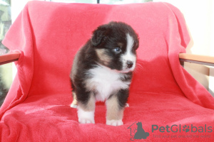 Photo №1. australian shepherd - for sale in the city of Uppsala | Is free | Announcement № 89562