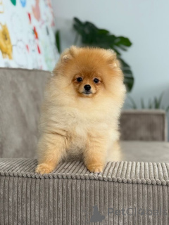 Photo №1. pomeranian - for sale in the city of Kaunas | 1548$ | Announcement № 159515