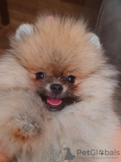 Additional photos: Pomeranian males