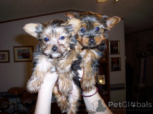 Photo №2 to announcement № 138841 for the sale of yorkshire terrier - buy in Australia private announcement