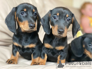 Photo №1. dachshund - for sale in the city of Bremen | 355$ | Announcement № 13092