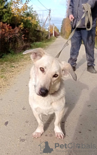 Additional photos: Metis Corgi, a very touching and kind teenage dog