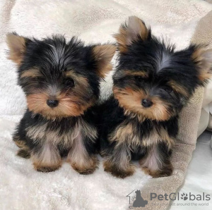 Photo №1. yorkshire terrier - for sale in the city of Sydney | negotiated | Announcement № 84710