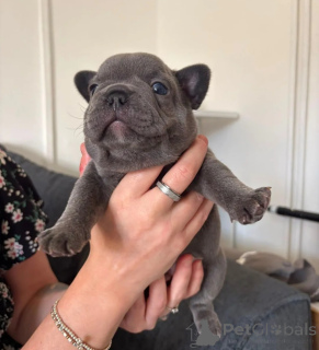 Photo №1. french bulldog - for sale in the city of Palermo | 413$ | Announcement № 174343