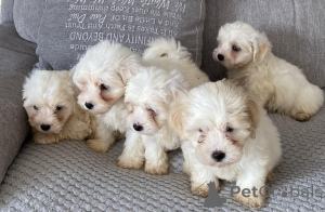 Photo №1. maltipu - for sale in the city of Berlin | 847$ | Announcement № 149567