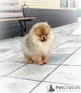 Photo №3. Pomeranian Spitz, puppies. Mini bears. Belarus