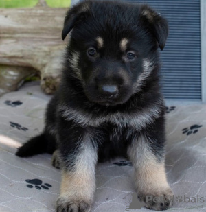 Photo №1. german shepherd - for sale in the city of Гамбург | negotiated | Announcement № 124979