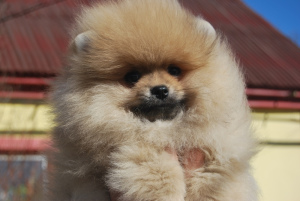Photo №1. pomeranian - for sale in the city of Москва | 800$ | Announcement № 1779