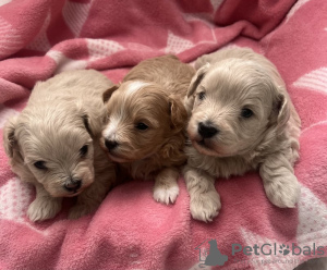 Photo №1. non-pedigree dogs - for sale in the city of New York | 376$ | Announcement № 131221