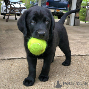 Photo №1. labrador retriever - for sale in the city of Delsbo | 1032$ | Announcement № 168427